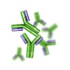 antibody-vzv