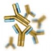 antibody-yellow-100x100